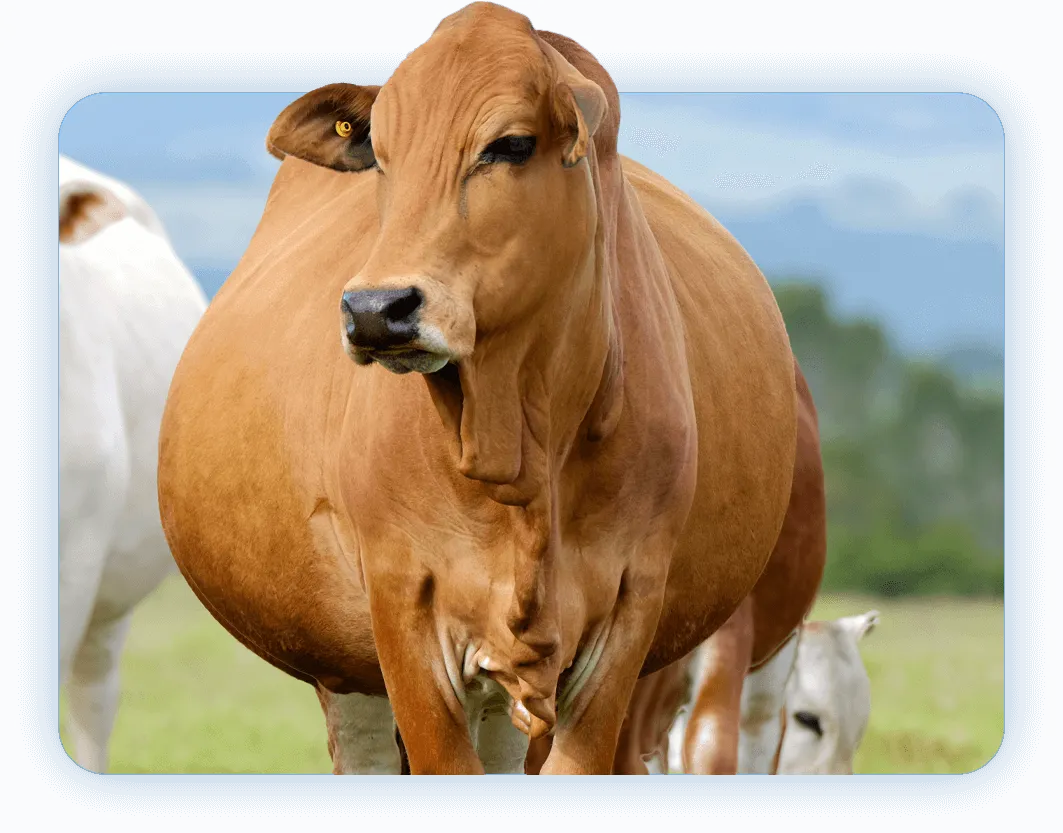 Livestock Calving Calculation