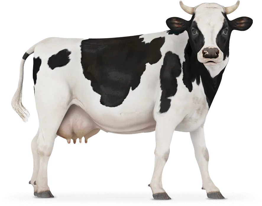 M2MOO Cow