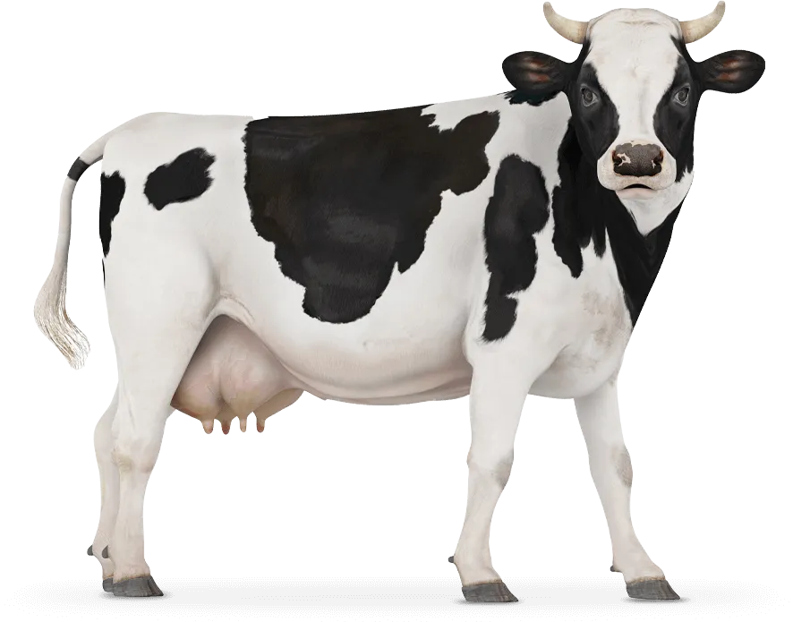 M2Moo Cow