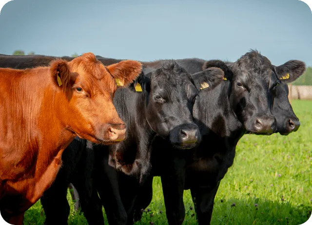 Optimized parameters for the beef cattle