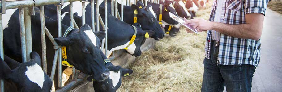 Problems Encountered by Cattle Breeders