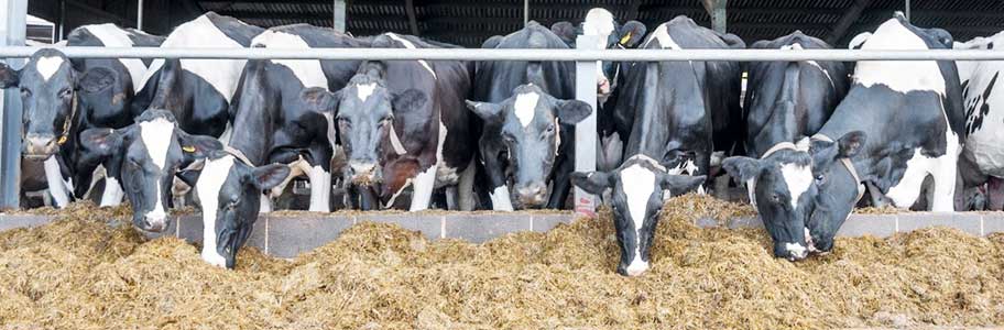 5 Ways to Prevent Economic Loss in Cattle Farms