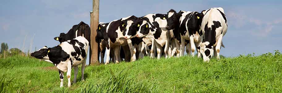 5 Ways to Reduce Costs at Your Farm | milkingcloud.com