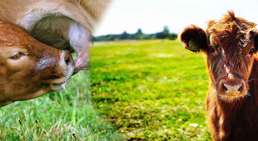 Best Keys to Cut Down Expenses For Cattle Ranchers | milkingcloud.com