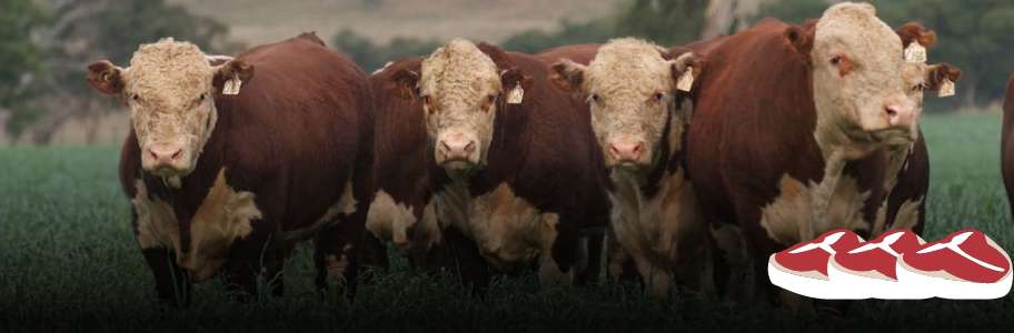 Cattle Breed Hereford