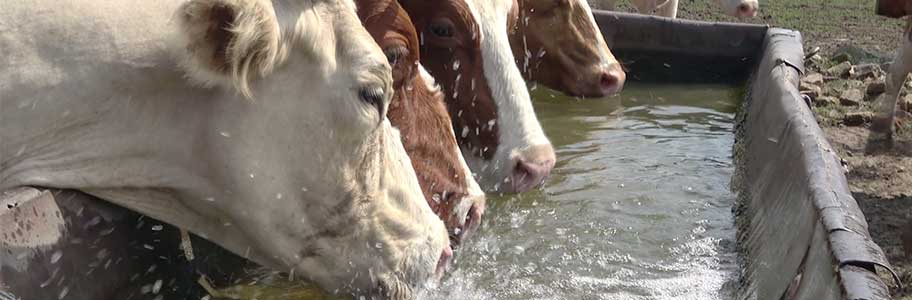 Do Your Cows Drink Enough Water?