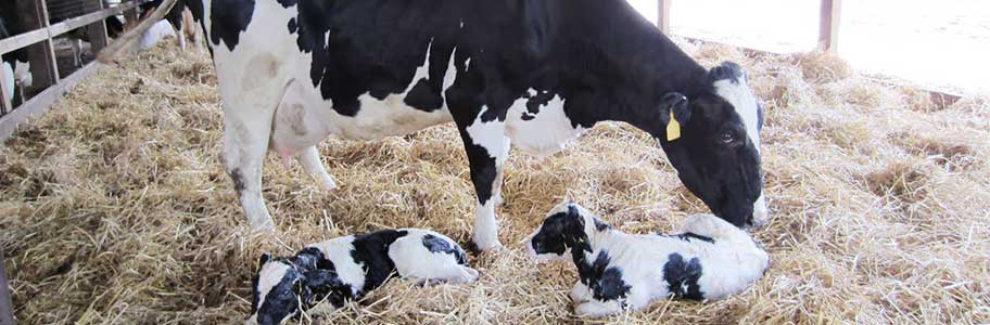 Drying Off Dairy Cows