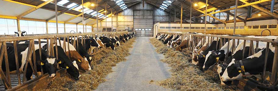 4 Main Factors of Preparing a Ration | MilkingCloud