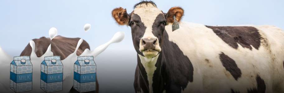 Holstein Breed | Blog