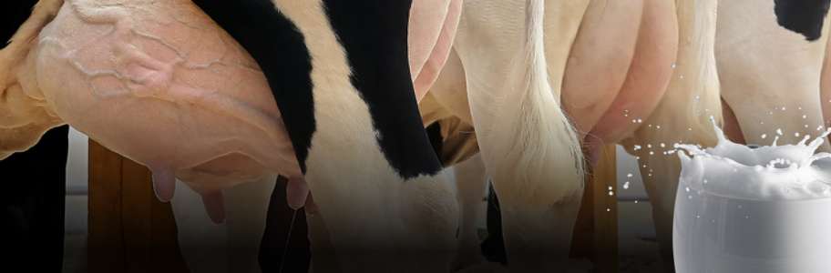 Holstein Breed | Blog
