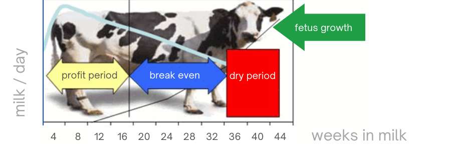 How should the feed ration of cows be in lactation period?