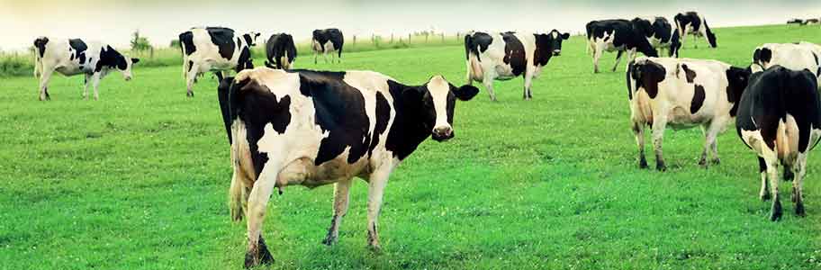 Boosting Profitability at the Farm | milkingcloud.com