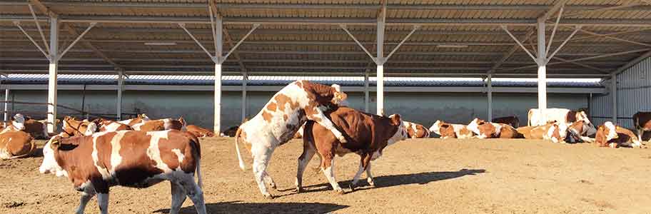 Importance of Using Technology at Dairy Farms | milkingcloud.com