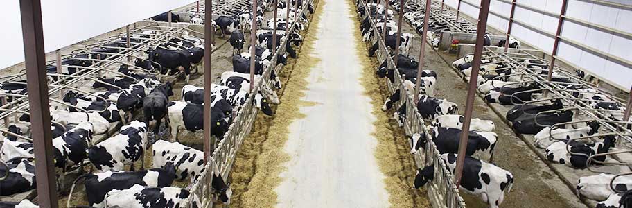 Manure Management In Cattle Farming