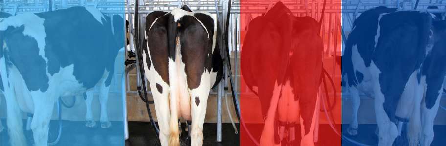 Mastitis in Dairy Cow