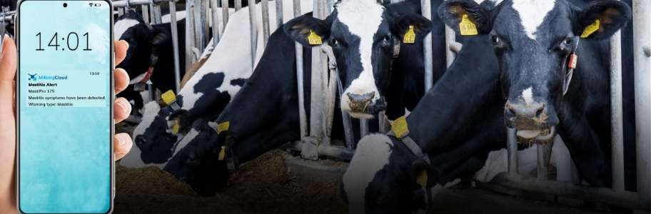 Mastitis in Dairy Cow 2