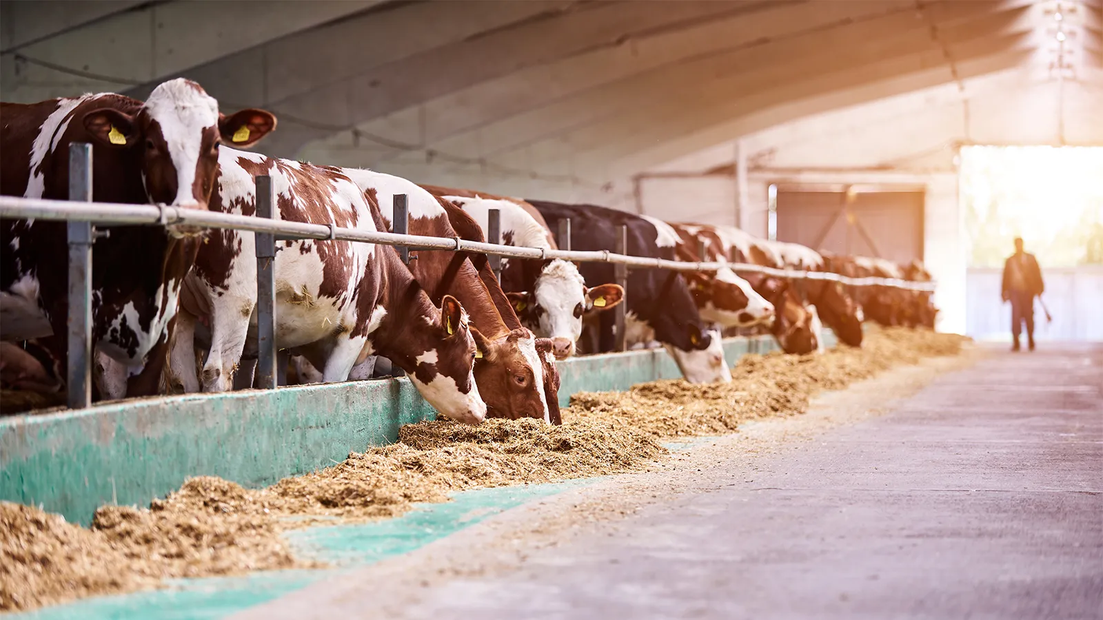 Optimizing Dairy Farm Nutrition: A Deep Dive into Silage and MilkingCloud's Feed Management Solutions