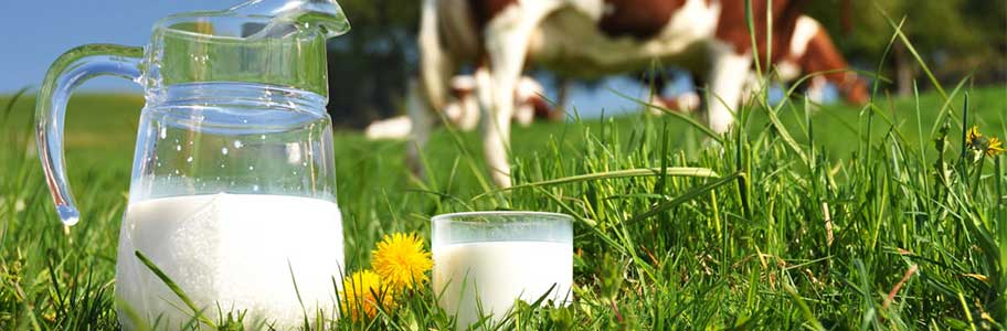 Quality Cow Milk Production
