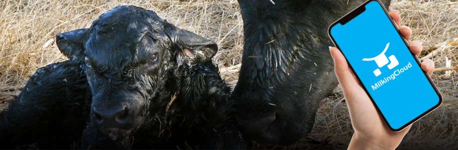 Ration in Lactation Period of Cows