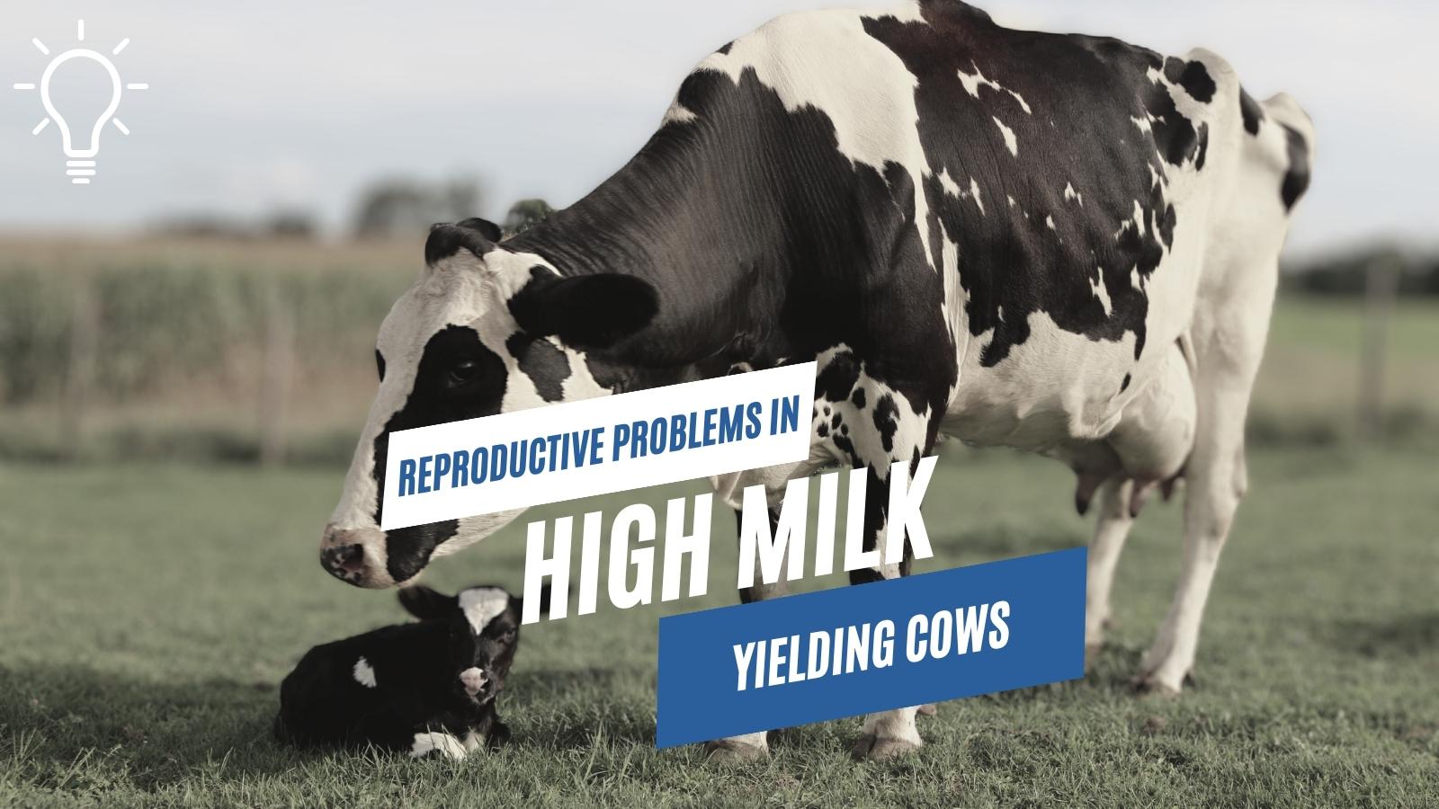 Reproductive Problems in High Milk-Yielding Cows