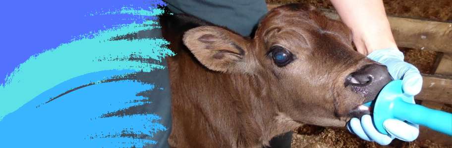 Symptoms of Calving in Cows