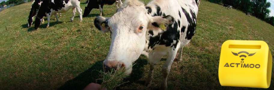 Symptoms of Calving in Cows
