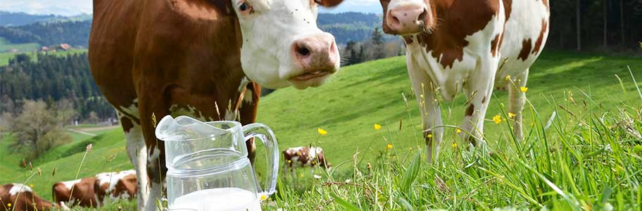 To Boost Milk Yield in Cows at 3 Steps
