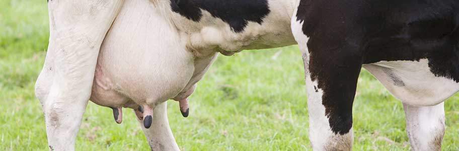 Udder Inflammations in Cows During Summer