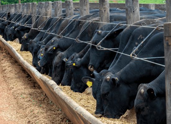 Beef Cattle Ration