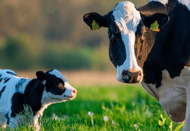 Cow calf Operations Program