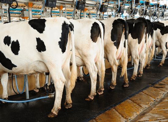 Milk Monitoring Program
