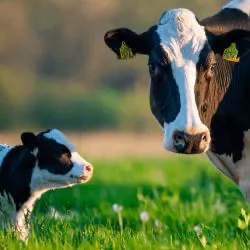 Cow calf operations program
