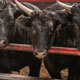 Beef Cattle Management