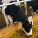 Dairy Farm Operations