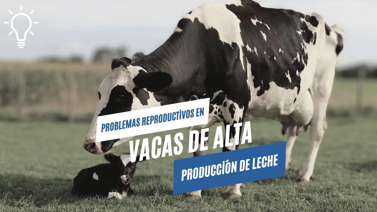 Problemas Reproductivos en Vacas de Alta Producción de Leche