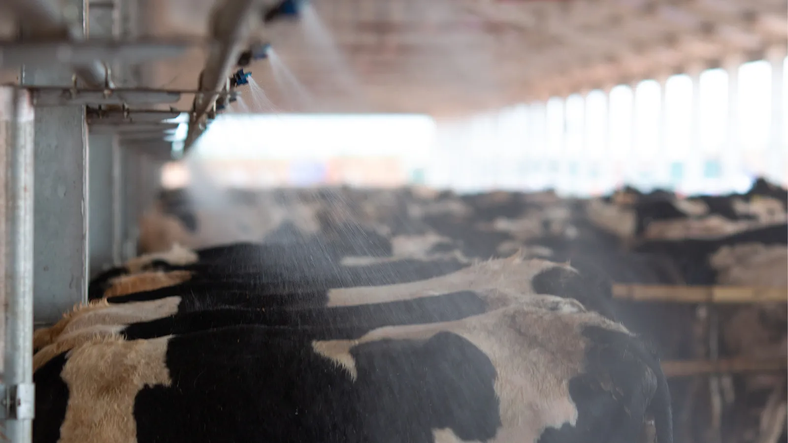Estrategias Efectivas para el Manejo del Estrés por Calor en Vacas Lecheras: Uso de Sistemas de Enfriamiento y Ventiladores