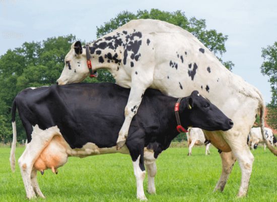 Reproducción de vacas en celo