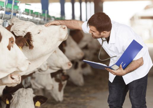 Programa de Salud de las Vacas