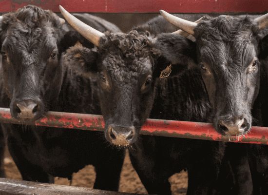 Ganado de Carne