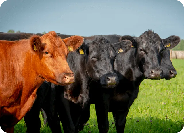 Parámetros Optimizados para el Ganado de Carne