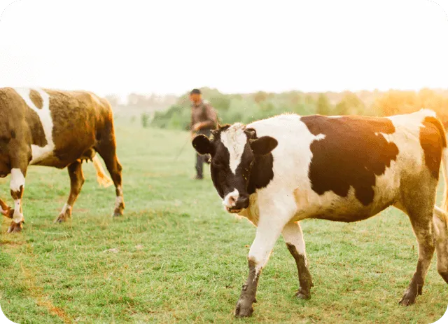 Parámetros optimizados para el ganado de carne