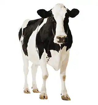 Sincronización vaca