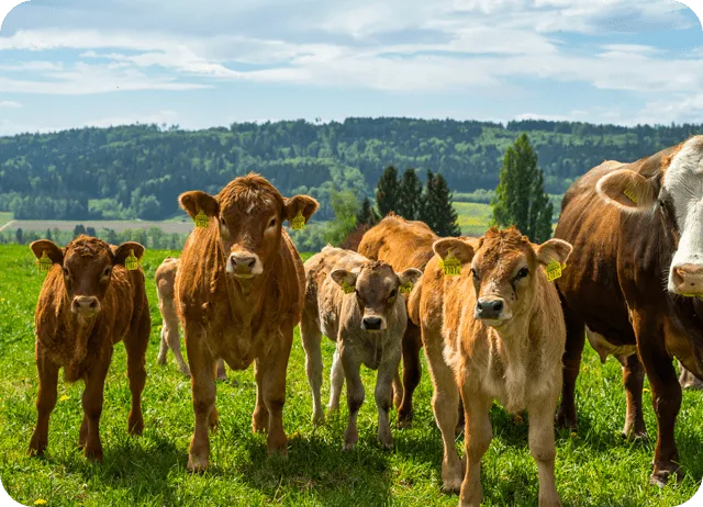 Programme de Bovins Laitiers