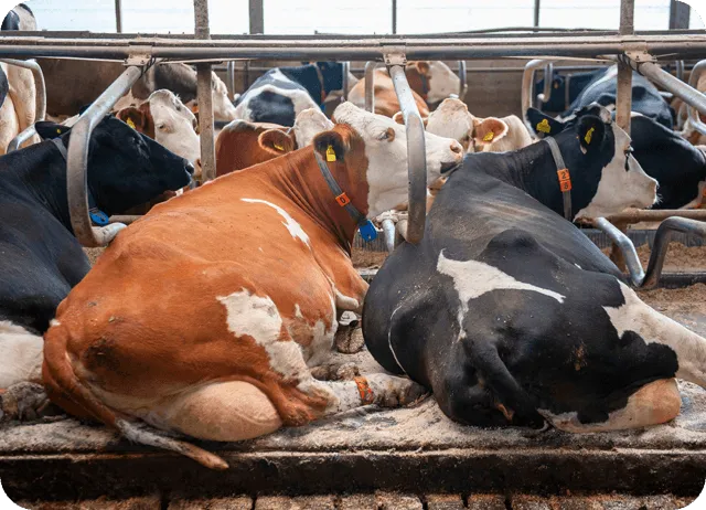 Ежедневные задачи и активности