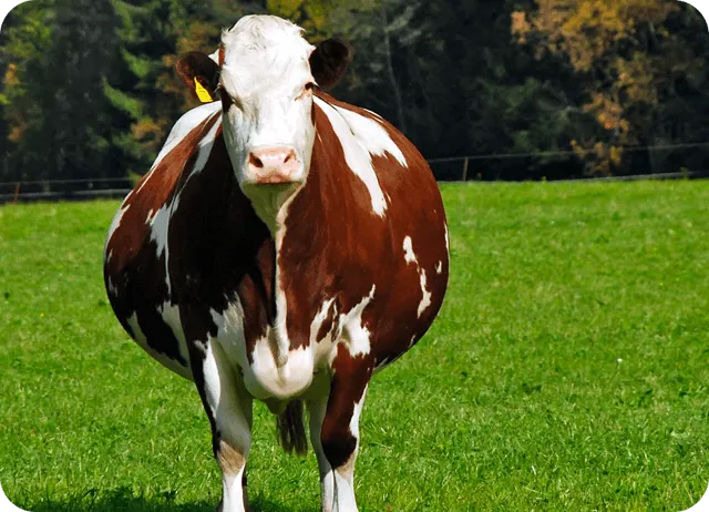 Больше, чем просто календарь стельности