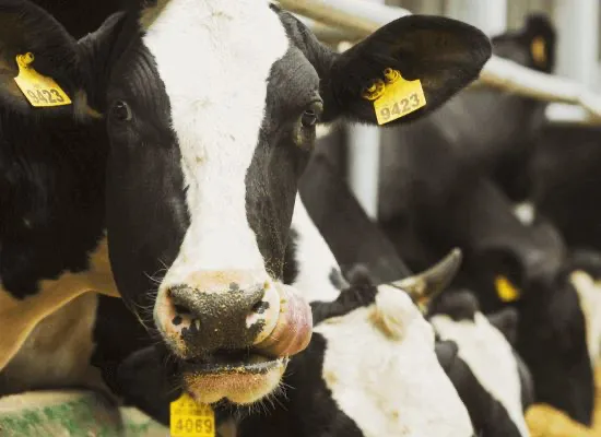 Программа для молочного стада