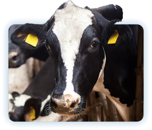 Рацион молочного стада