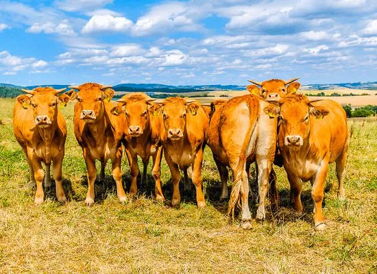 Управление группами стада