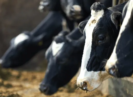 Модуль кормления