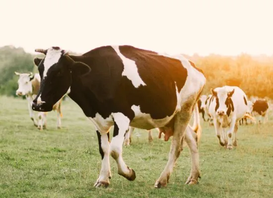 Контроль веса животных